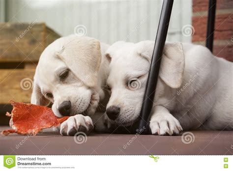 Two Cute Young Labrador Dog Puppies Cuddling Together Stock Image