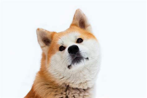 7 Popular Japanese Dog Breeds