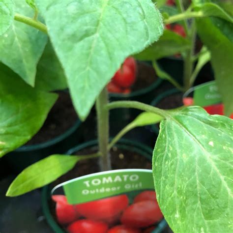 Outdoor Girl Tomato Plant