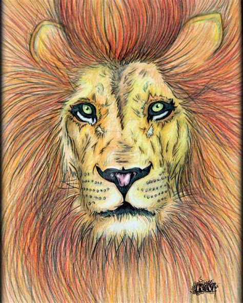 Strong kid free png stock. My lion 🦁 coloured drawing. These animals are so proud and ...