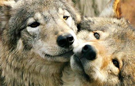See more ideas about beautiful wolves, wolf pictures, wolf love. White Wolf : Wolves Are Getting Some Wet Lovin': 20 Photos ...