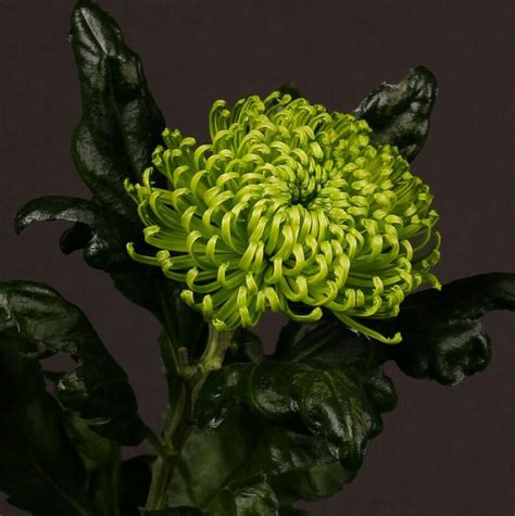 Chrysanthemun Anastasia Dark Green