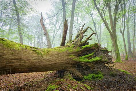 Fallen Tree In Beech Forest In Spring Hesse Germany Stock Photo