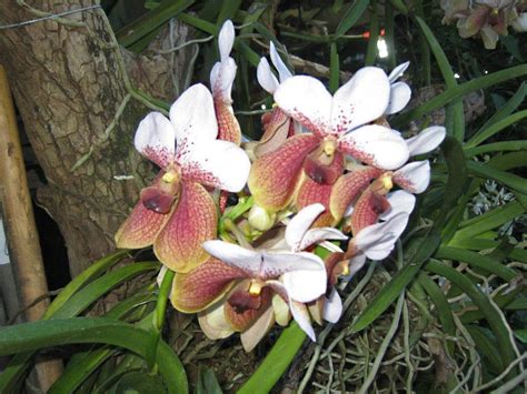 Euanthe Sanderiana Orchidaceae