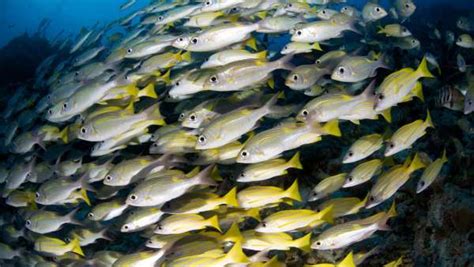 Glosario De Pesca Deportiva Con 120 Términos De Pesca And Anzuelo