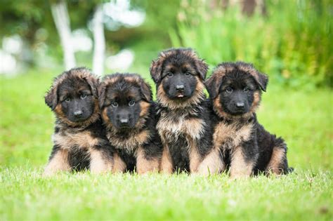 Adopting German Shepherd Puppies Everything You Need To Know