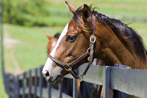 Visit The Kentucky Horse Park For These 3 Amazing Reasons