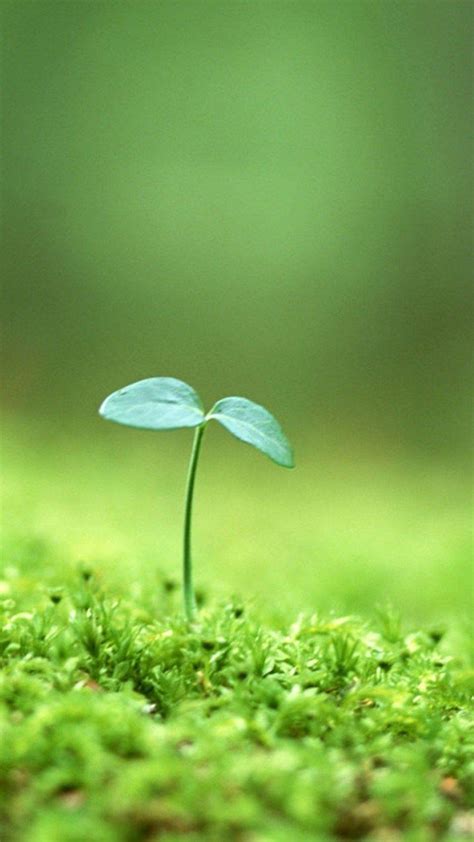 Tiny Plant Greenery Wallpaper Download Mobcup