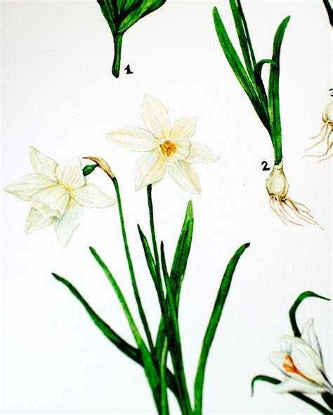 Daffodils Botanical Illustration By Anna Farba Hand Painted Watercolor