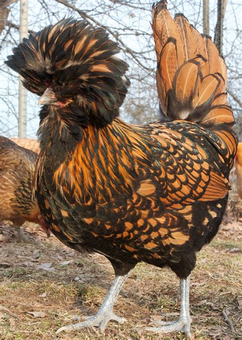 Golden Laced Polish Chicken | Polish chicken, Fancy chickens, Chicken