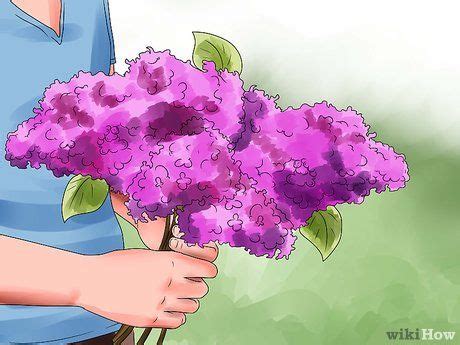 Weeds compete with plants for water, space and nutrients, so control them by either yes, they make great cut flowers and are very fragrant. Grow Lilacs | Volle zon planten, Zon planten, Lila