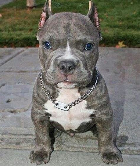 Blue Nose Pitbull Puppies With Cropped Ears With Images Pitbull