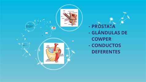 Prostata Glandulas De Cowper Y Conductos Deferentes By Yessica Tovar