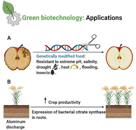Applications Of Green Biotechnology A Genetically Modified Food