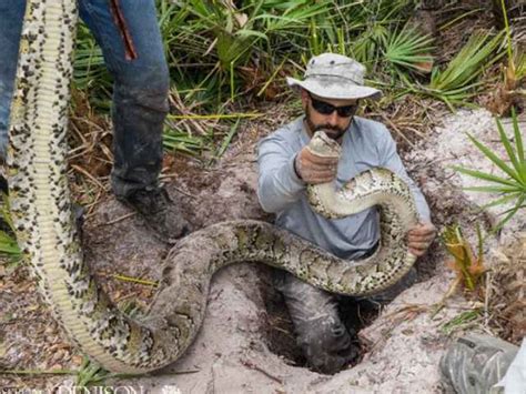 Largest Male Python Ever Caught On Record In South Florida Abc15 Arizona