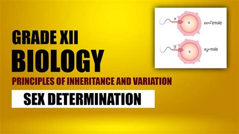 sex determination principles of inheritance and variation cbse 12 biology xx xy zw zz