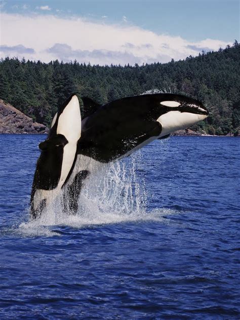 Killer Whale Orcinus Orca Mother And Calf Leaping Canada Stock Image