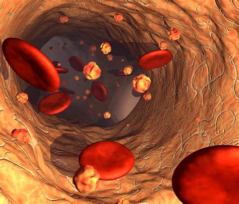 Red Blood Cells Photograph By Roger Harris