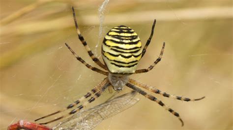 Grandmother finds largest Wasp Spider, largest in UK, in ...