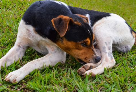 Why Do Dogs Bite Their Paws And Nails 5 Best Basic Reasons
