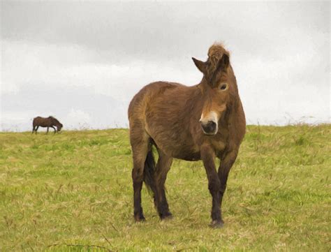 Exmoor Pony | Breed Guide | Horsemart