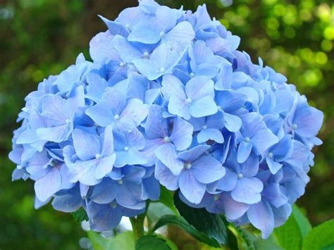 Blue Hydrangea Floral Art Print Hydrangeas Flowers Baslee Troutman By
