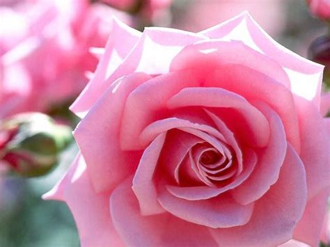 Including roses price, hybrid roses, roses colors, and how to get roses, how to get gold rose, and more. Picture Of Roses Flowers |Rose Wallpapers