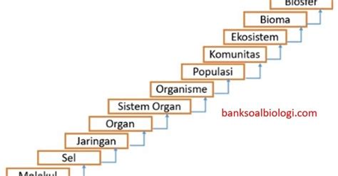 Tingkat Organisasi Kehidupan Beserta Permasalahan Bioogi Bsb