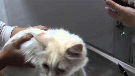 An Unvaccinated Kitten Has Flu Swollen Submandibular Lymph Nodes