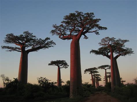 Baobab | Awed Manor