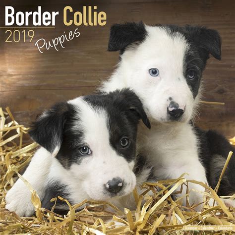 Border Collie Puppies Calendar Dog Breed Megacalendars