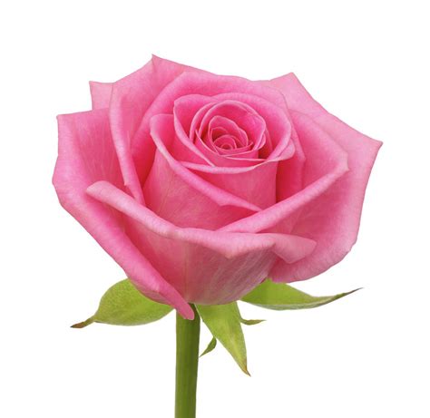 Fragrant Pale Pink Hybrid Rose By Rosemary Calvert
