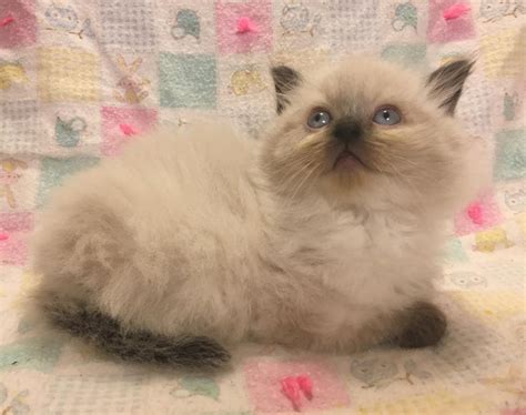 Ragdoll Cats For Sale San Diego Ca 280602 Petzlover