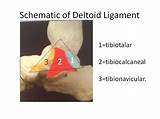 Pictures of Loose Ligaments In Ankle Treatment