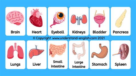 Human Organs Flashcards