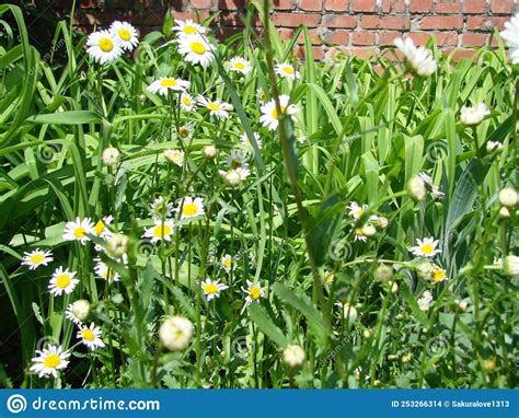 Field Chamomiles Flowers Closeup Beautiful Nature Scene With Blooming