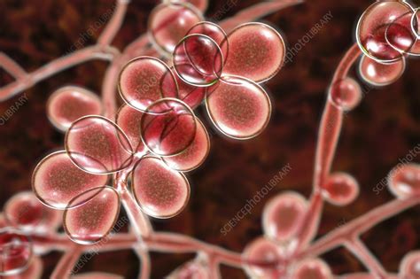 Candida Albicans Yeast And Hyphae Stages Illustration Stock Image