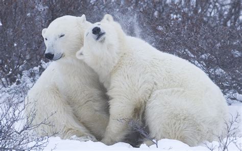 Polar Bears Snow Winter Hugs Hd Wallpaper Wallpaper Flare