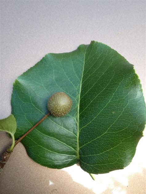 Pear Tree Identification By Leaf