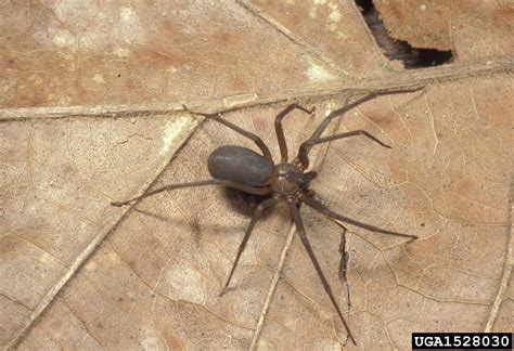 Brown Recluse Spider Loxosceles Reclusa