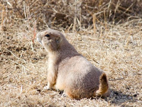 120 Prairie Dog Colony Stock Photos Pictures And Royalty Free Images