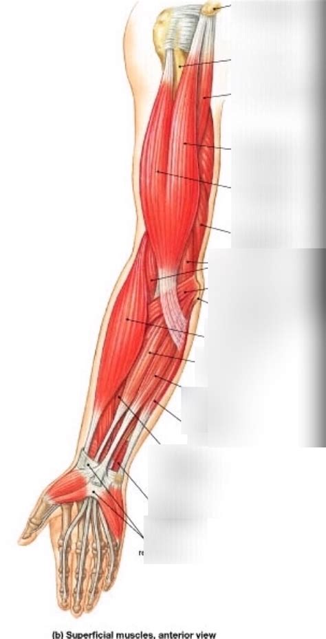 Superficial Muscles Of The Arm Anterior View Diagram Quizlet