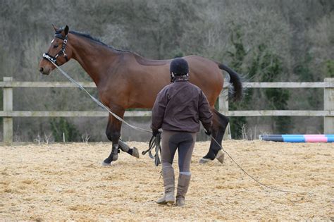 Learn How To Lunge Effectively Your Horse Magazine