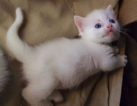 White Munchkin Kitten Im Getting One At The End Of The Month So Flipped
