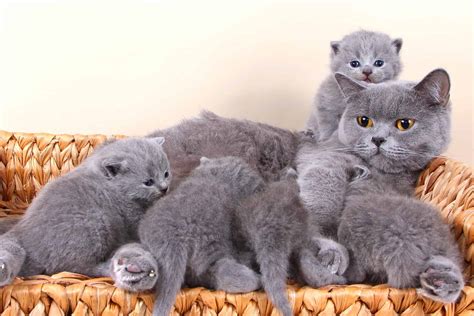 How Much Does A British Shorthair Cost 2024 Price Guide