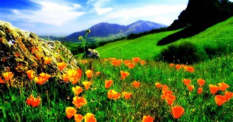 Valley Of Flowers Trek Pointtopoint