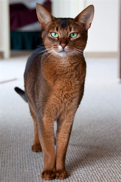 The Abyssinian Cat Pet Central Abyssinian Cats Cute Animals Cute Cats