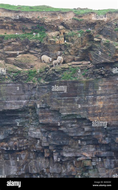 Sheep Stuck On Cliff Ledge Stock Photo Alamy