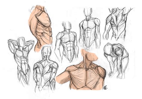 Anatomy Male Torso By Kiilkannibble On Deviantart