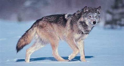 44 Wolves Taken in Wyoming Wolf Hunting Season